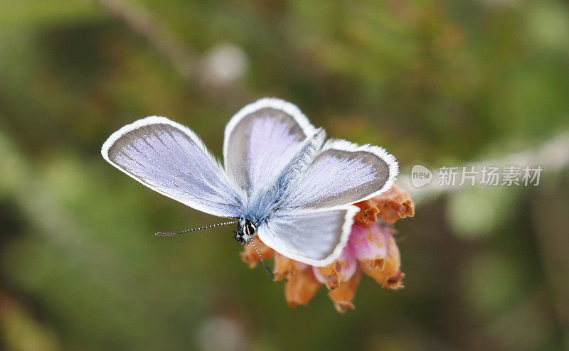 银色的蓝蝴蝶(Plebejus argus)雄性